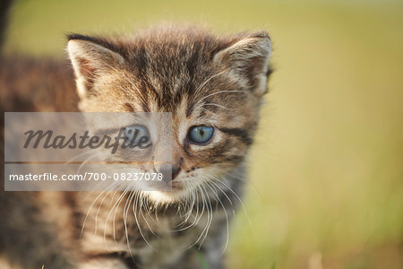 Portrait of Five Week Old Domestic Kitten (Felis silvestris catus) on Meadow in Late Summer, Upper Palatinate, Bavaria, Germany