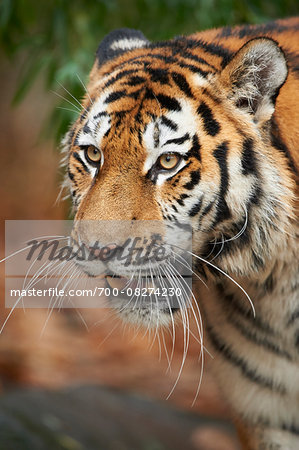 Portrait of Siberian Tiger (Panthera tigris altaica) in Autumn, Germany Portrait of Siberian Tiger (Panthera tigris altaica) in Autumn, Germany