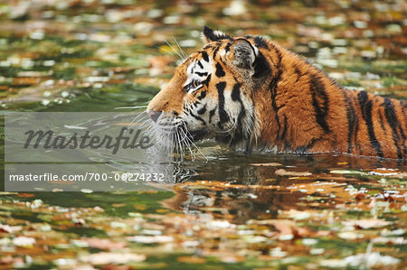 Close-up of Siberian Tiger (Panthera tigris altaica) in Water in Autumn, Germany Close-up of Siberian Tiger (Panthera tigris altaica) in Water in Autumn, Germany