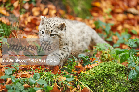 Portrait of Young Snow Leopard (Panthera uncia) in Autumn, Germany