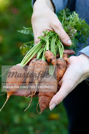 Woman holding Bunch of Freshly Pulled Carrots