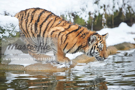 Portrait of Siberian Tiger (Panthera tigris altaica) Youngster in Winter, Germany Portrait of Siberian Tiger (Panthera tigris altaica) Youngster in Winter, Germany