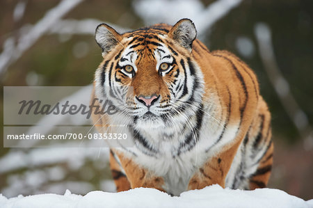 Portrait of Siberian Tiger (Panthera tigris altaica) in Winter, Germany Portrait of Siberian Tiger (Panthera tigris altaica) in Winter, Germany