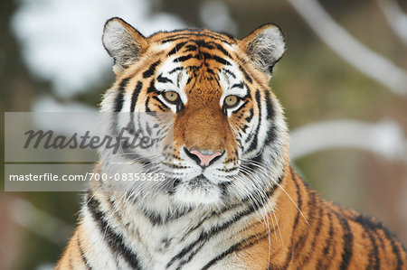 Close-up Portrait of Siberian Tiger (Panthera tigris altaica) in Winter, Germany Close-up Portrait of Siberian Tiger (Panthera tigris altaica) in Winter, Germany