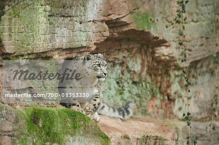 Portrait of Snow Leopard (Panthera uncia) in Autumn, Germany Portrait of Snow Leopard (Panthera uncia) in Autumn, Germany