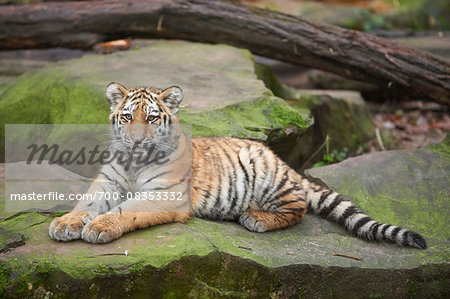 Portrait of Siberian Tiger (Panthera tigris altaica) Youngster in Winter, Germany Portrait of Siberian Tiger (Panthera tigris altaica) Youngster in Winter, Germany