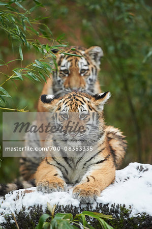 Portrait of Siberian Tiger (Panthera tigris altaica) Youngsters in Winter, Germany Portrait of Siberian Tiger (Panthera tigris altaica) Youngsters in Winter, Germany
