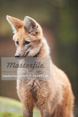 Portrait of Maned Wolf (Chrysocyon brachyurus) in Winter, Germany