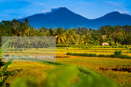 Gunung Batukaru from Rice Fields of Chau Village, Marga, Bali, Indonesia