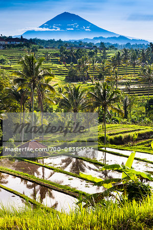 Rice Terraces with Gunung Agung in the background, Jatiluwih, Bali, Indonesia