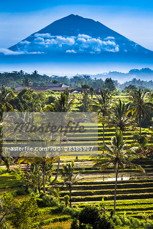 Rice Terraces with Gunung Agung in the background, Jatiluwih, Bali, Indonesia