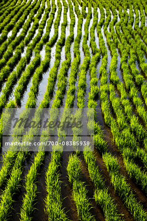 Rice Seedlings at Rice Terraces, Jatiluwih, Bali, Indonesia