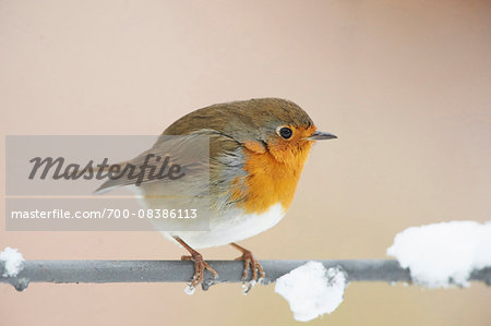 Close-up of a European robin (Erithacus rubecula) on a snowy winter day, Germany