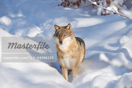 Close-up portrait of a Eurasian wolf (Canis lupus lupus) standing in snow in winter, Bavarian Forest, Bavaria, Germany