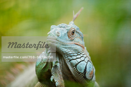 Close-up portrait of a Green Iguana (Iguana iguana) in autumn