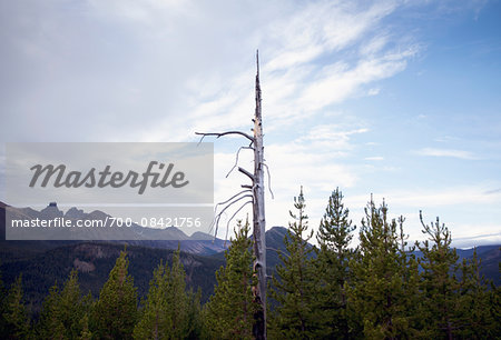 Dead tree along the Beartooth Highway, Wyoming, United States