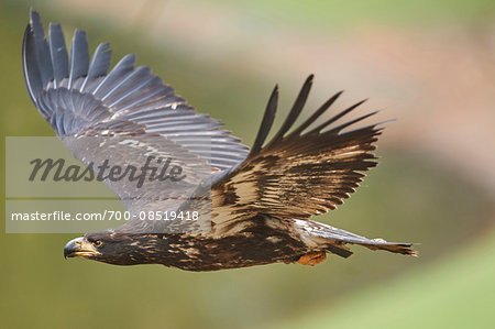 Close-up of Golden Eagle (Aquila chrysaetos) in Flight in Spring, Wildpark Schwarze Berge, Lower Saxony, Germany