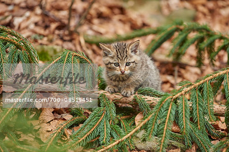Portrait of European Wildcat (Felis silvestris silvestris) Kitten in Bavarian Forest in Spring, Bavaria, Germany