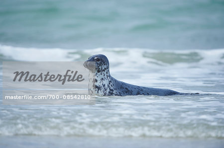 Close-up of Eastern Atlantic harbor seal (Phoca vituliana vitulina) in spring (april) on Helgoland, a small Island of Northern Germany