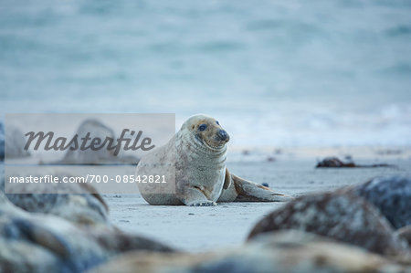 Close-up of harbor seals (Phoca vituliana vitulina) in spring (april) on Helgoland, a small Island of Northern Germany