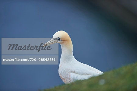 Close-up of Northern gannet (Morus bassanus) in spring (april) on Helgoland, a small Island of Northern Germany