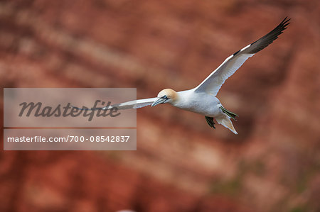 Close-up of a Northern gannet (Morus bassanus) flying in spring (april) on Helgoland, a small Island of Northern Germany