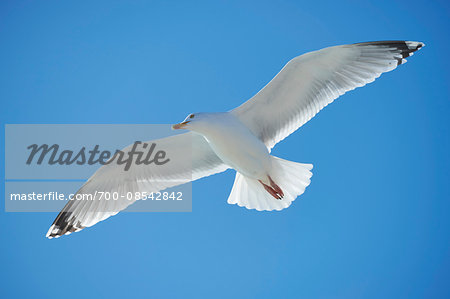 Close-up of a Yellow-legged gull (Larus michahellis) flying in spring (april) on Helgoland, a small Island of Northern Germany
