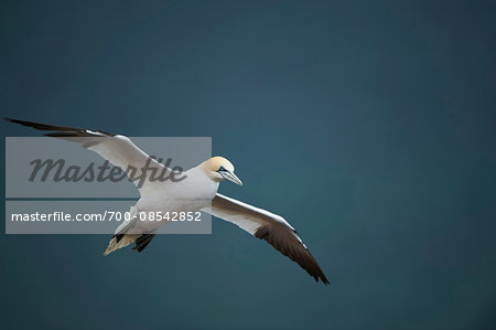 Close-up of a Northern gannet (Morus bassanus) flying in spring (april) on Helgoland, a small Island of Northern Germany