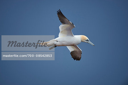 Close-up of a Northern gannet (Morus bassanus) flying in spring (april) on Helgoland, a small Island of Northern Germany