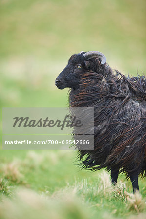 Close-up of a Heidschnucke sheep in spring (april) on Helgoland, a small Island of Northern Germany