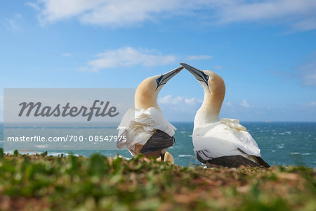 Portrait of Northern Gannet (Morus bassanus) in Spring on Helgoland, Germany