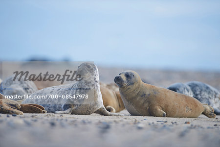 Eastern Atlantic Harbor Seals (Phoca vitulina vitulina) in Spring on Helgoland, Germany