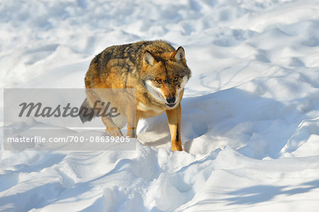 Portrait of Wolf (Canis lupus) in Snow, Neuschonau, Bavarian Forest National Park, Bavaria, Germany