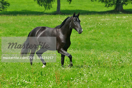 Oldenburg Horse Running on Meadow in Summer, Bavaria, Germany