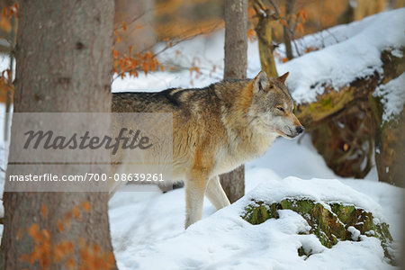 Portrait of Wolf (Canis lupus) in Winter, Neuschonau, Bavarian Forest National Park, Bavaria, Germany