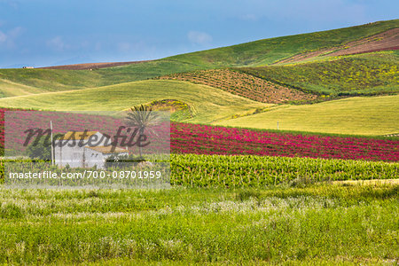 Farmhouse in vineyard and fields of crops near Calatafimi-Segesta in the Province of Trapani in Sicily, Italy