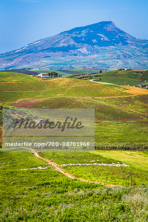 Scenic vista of farmland with vineyards and sheep grazing and a mountain in the background near Calatafimi-Segesta in the Province of Trapani in Sicily, Italy