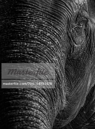Black and white close up of Asian elephant's half face in Thailand