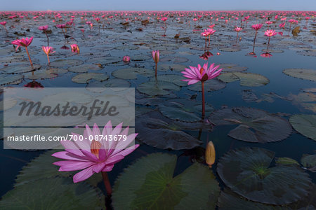 Pink water lilies in lake in Kumphawapi District, Thailand Pink water lilies in lake in Kumphawapi District, Thailand