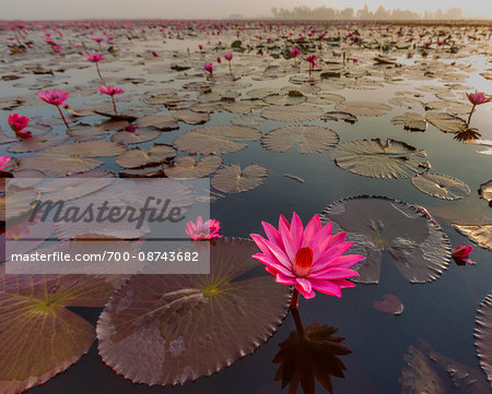 Pink water lily lake in Kumphawapi District, Thailand