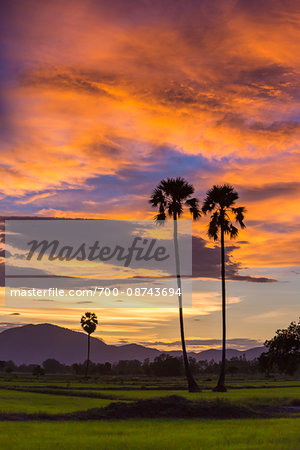 Sunset sky over rice field with palm trees in Sukhothai, Thailand