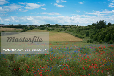 Typical scenery of Norman counrtyside in spring with poppies in field, France Typical scenery of Norman counrtyside in spring with poppies in field, France