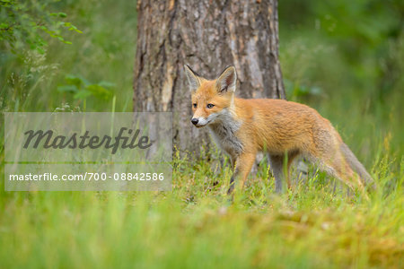 Portrait of Young Red Fox (Vulpes vulpes) by Tree Trunk, Germany