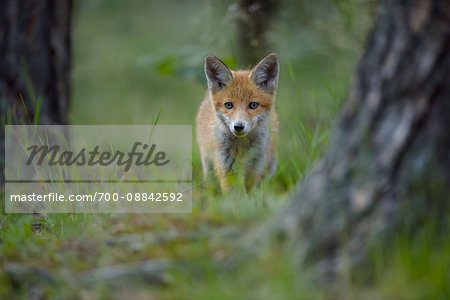 Portrait of Young Red Fox (Vulpes vulpes) in Forest, Germany