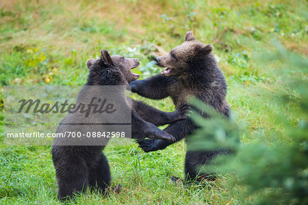 European Brown Bear Cubs (Ursus arctos) Fighting, Bavaria, Germany