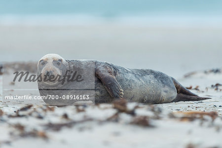 Portrait of male, grey seal (Halichoerus grypus) lying on his side on beach in Europe
