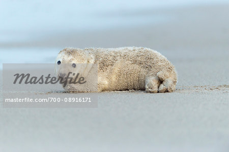 Portrait of grey seal pup (Halichoerus grypus) lying on the beach after a sandstorm, North Sea in Europe