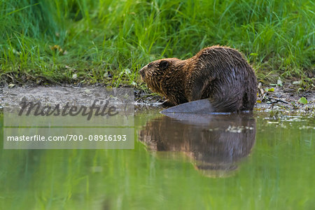 Back view of a European beaver (Castor fiber) at water's edge in the Spessart Mountains in Bavaria, Germany