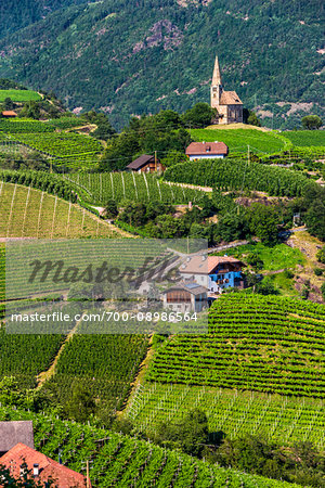 Overview of mountain side vineyards witha church on the hilltop near Bolzano, Italy