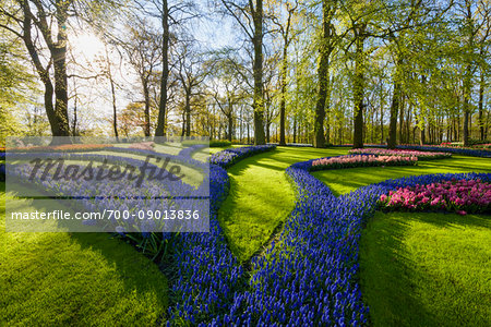 Colorful shaped flowerbeds of grape hyacinth and hyacinth and tulips in spring at the Keukenhof Gardens in Lisse, South Holland in the Netherlands